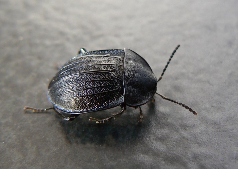 Xylodrepa quadripunctata