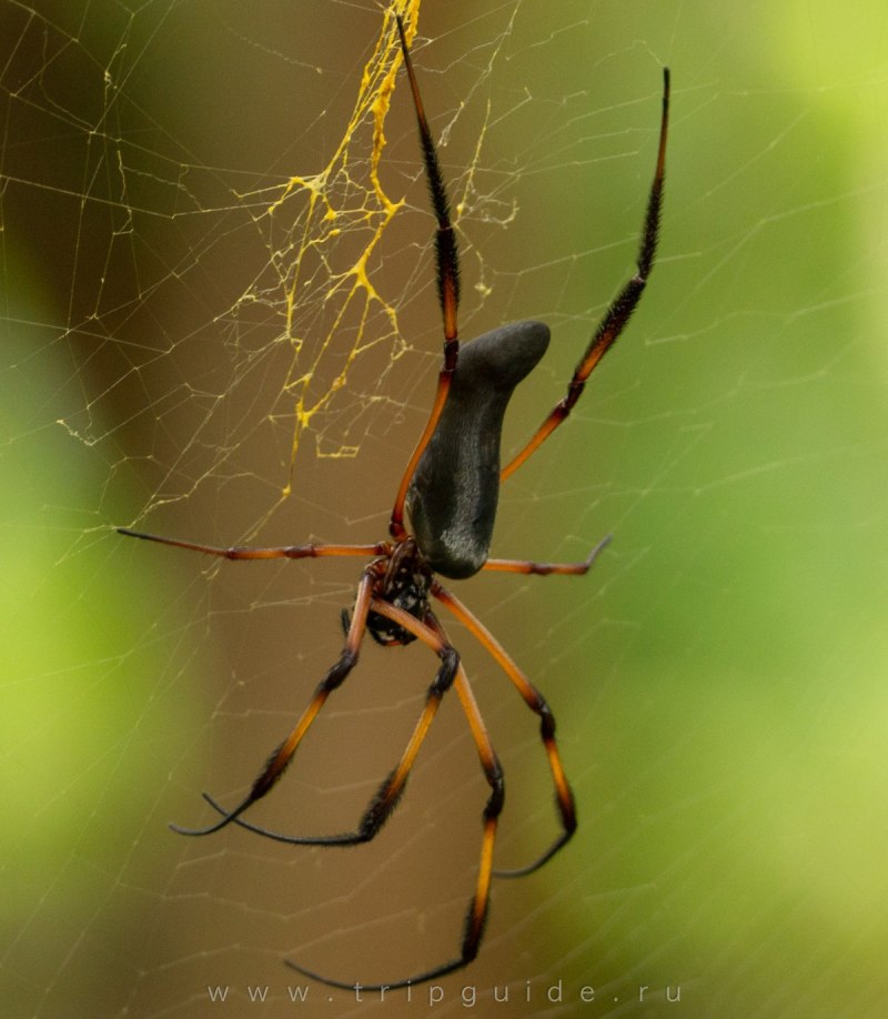 Пауки-кругопряды – Araneidae