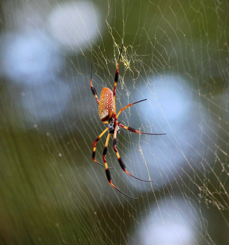 Кругопряды (Araneidae