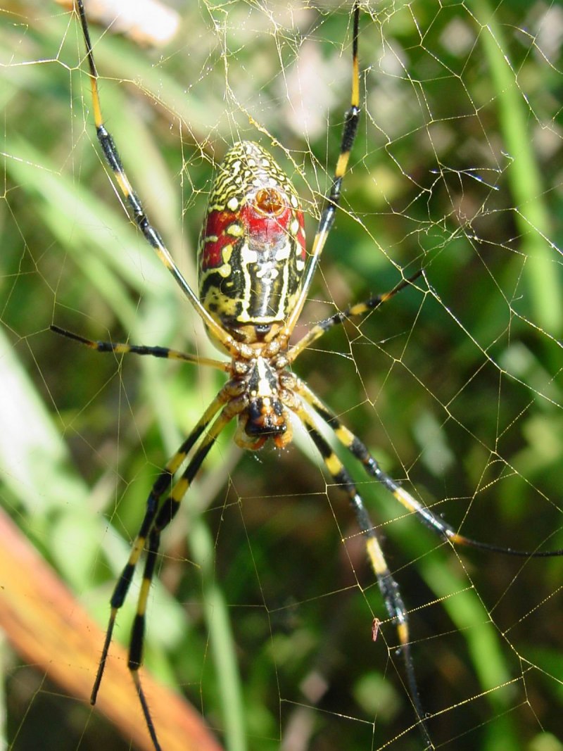 Nephila maculata паук