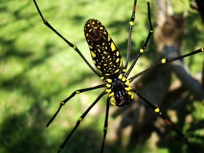 Гигантский паук золотопряд (Nephila)
