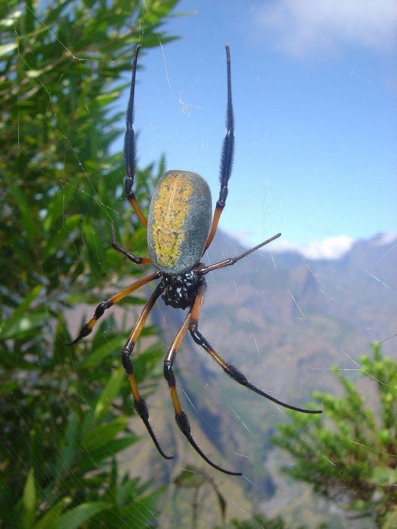 Мадагаскарские пауки Nephila