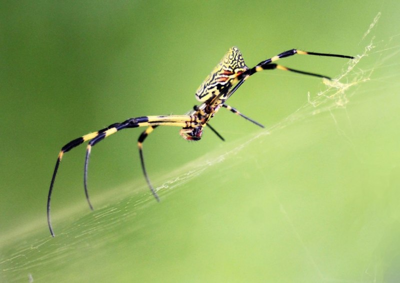 Nephila inaurata