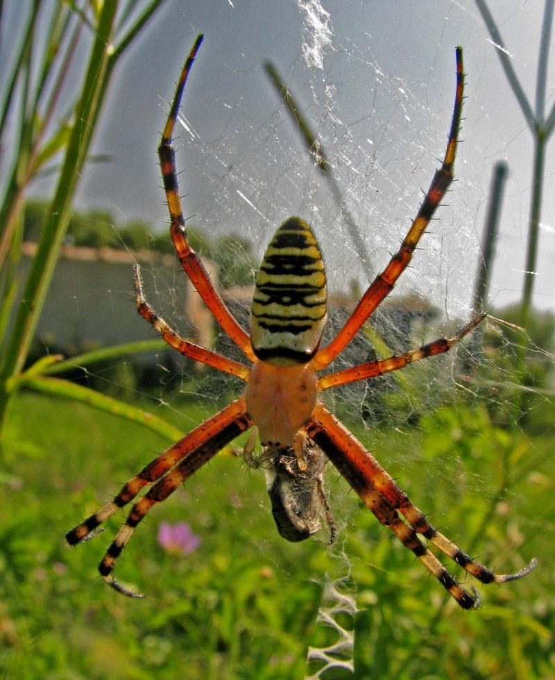 Паук золотопряд Nephila