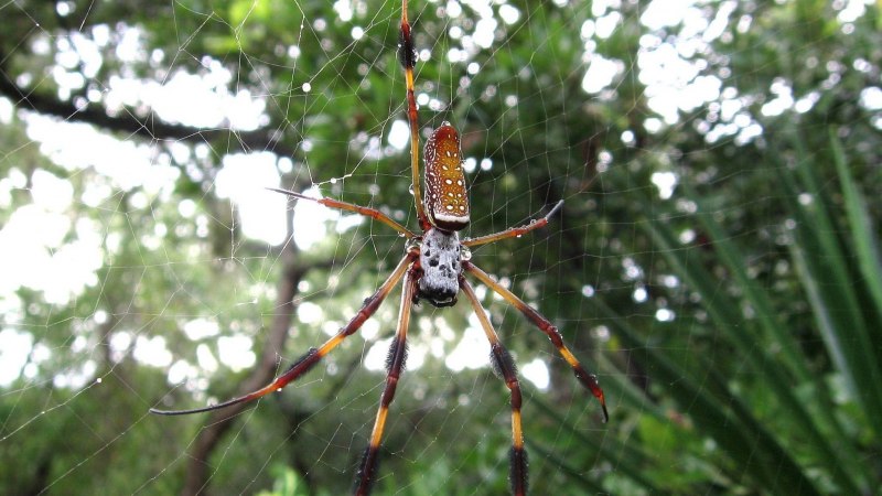 Паук Nephila komaci