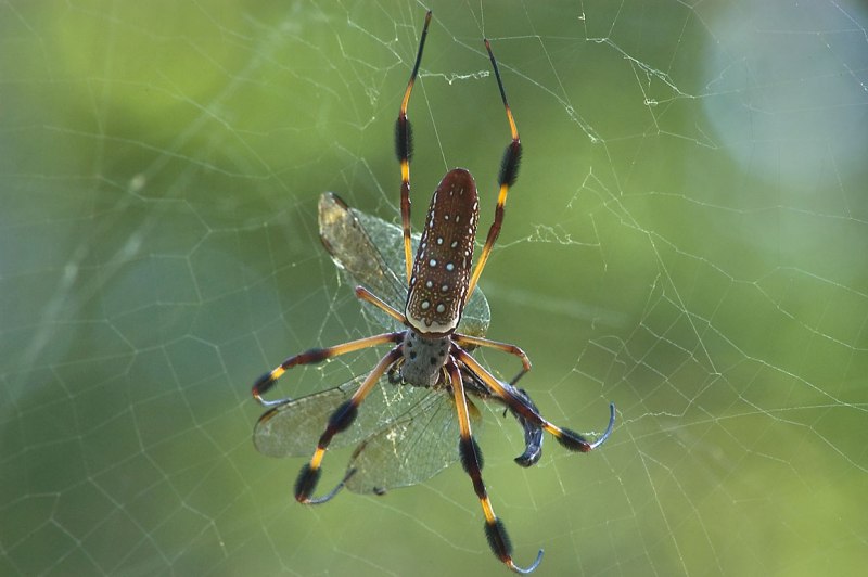 Nephila clavipes паутина