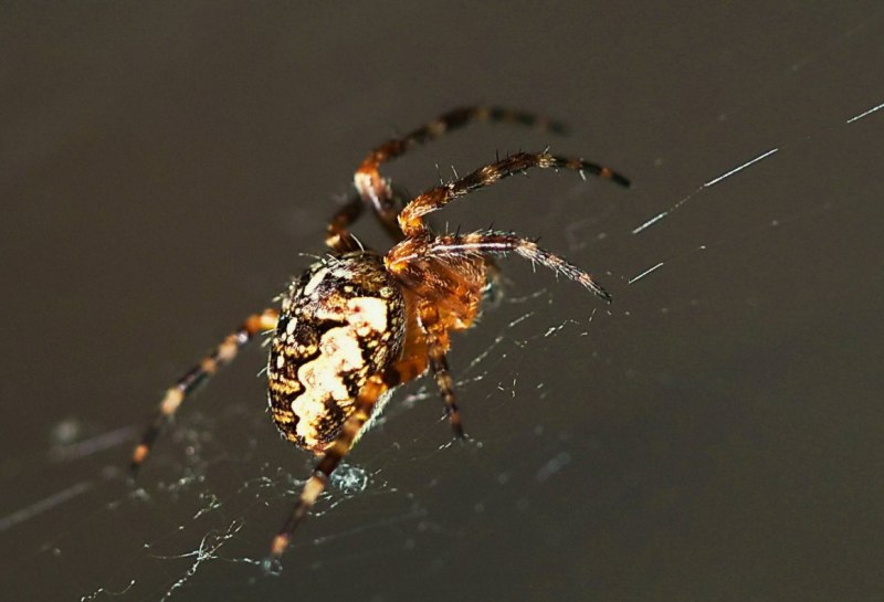 Araneus diadematus паук крестовик