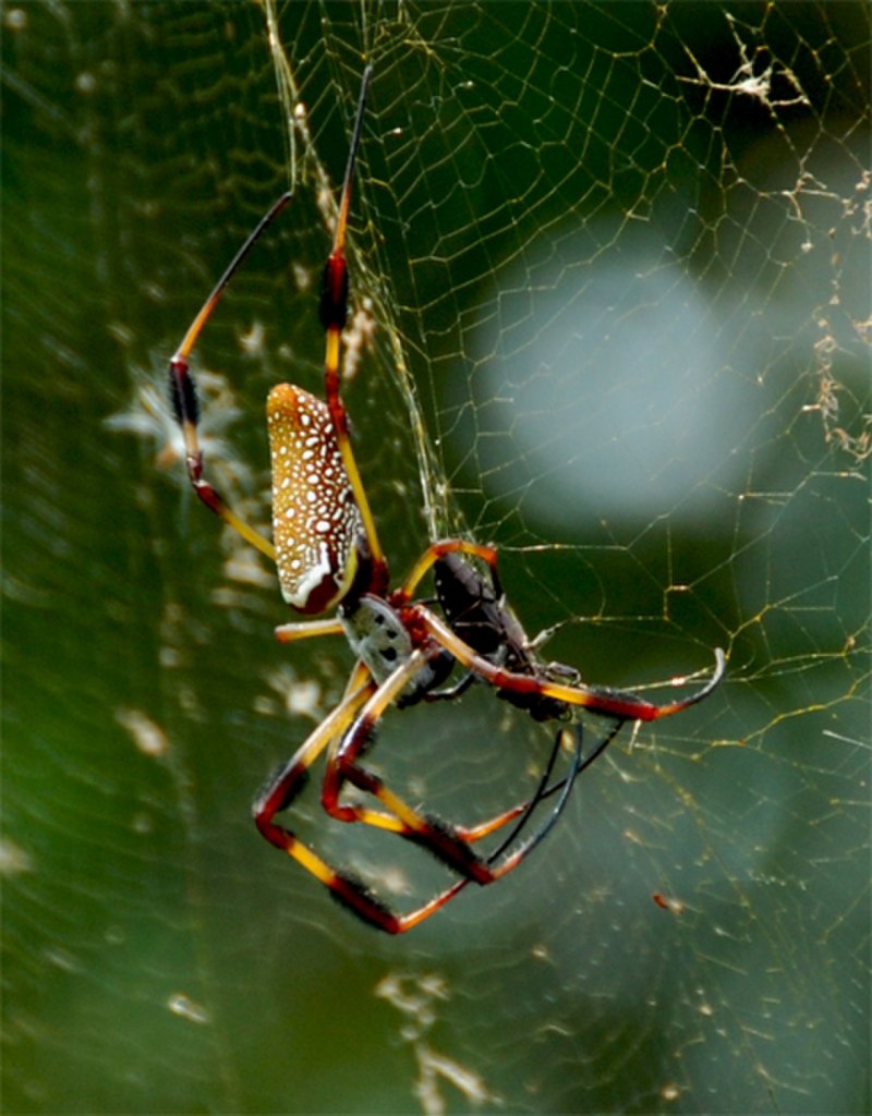 Пауки Nephila clavata