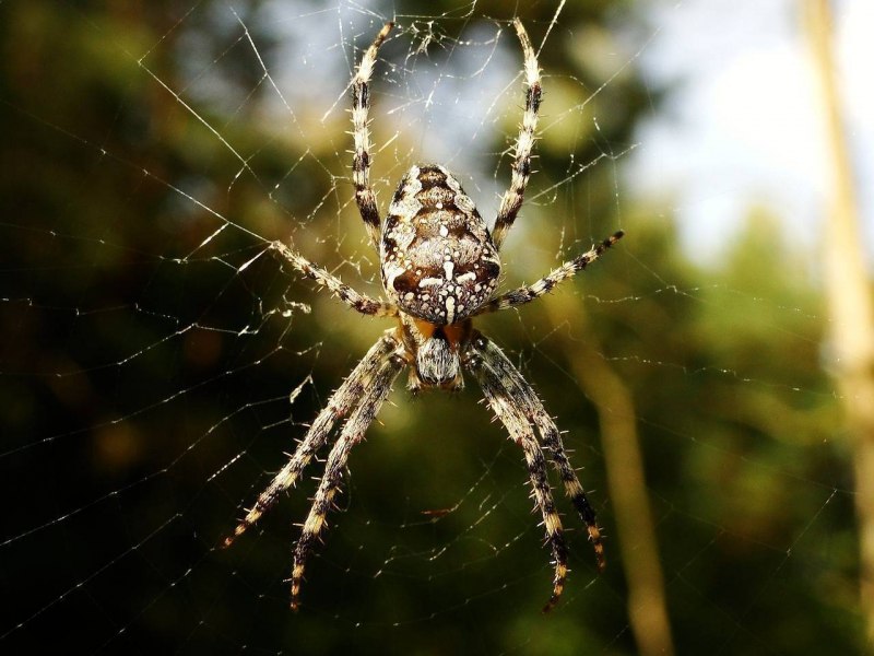 Пауки-кругопряды – Araneidae
