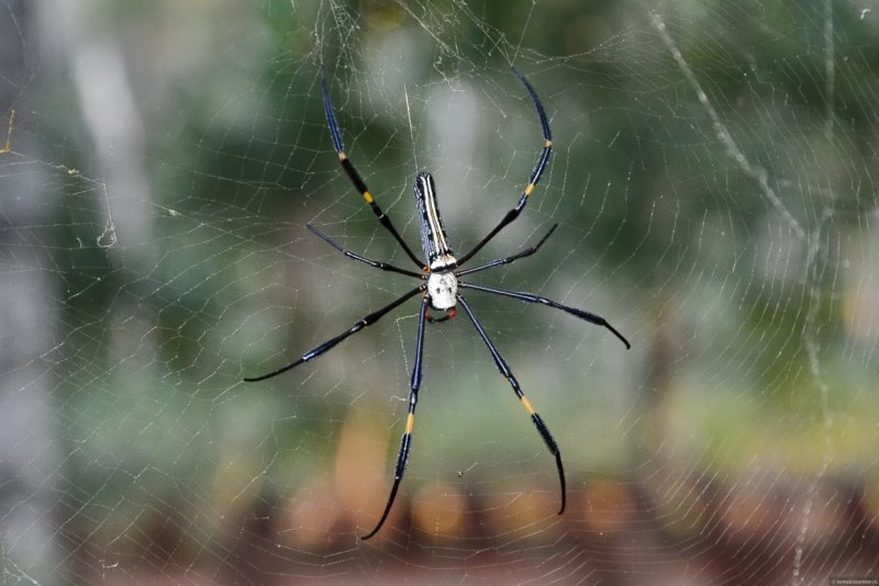 Пауки-кругопряды – Araneidae