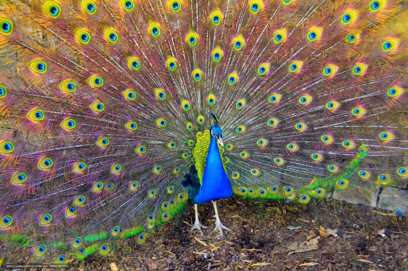 Индийский Павлин / Pavo cristatus