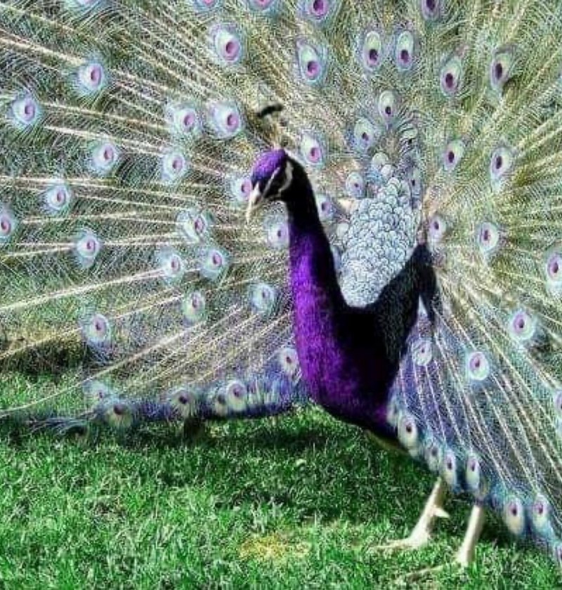 Павлин (Pavo cristatus)