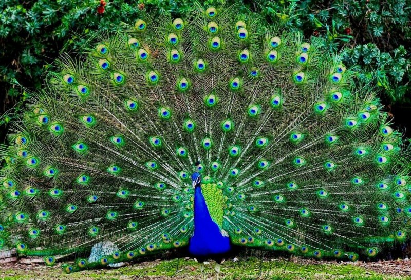 Павлин (Pavo cristatus)