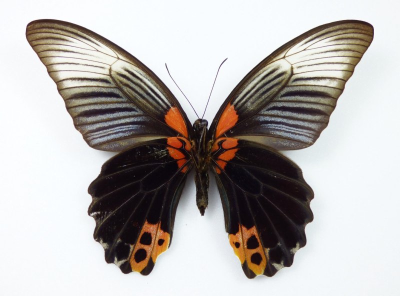Papilio antimachus бабочка