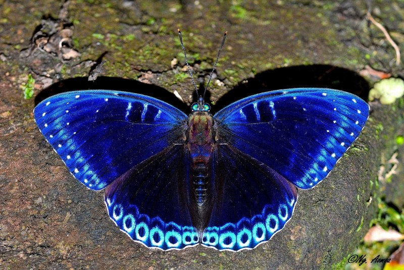 Papilio Meristem