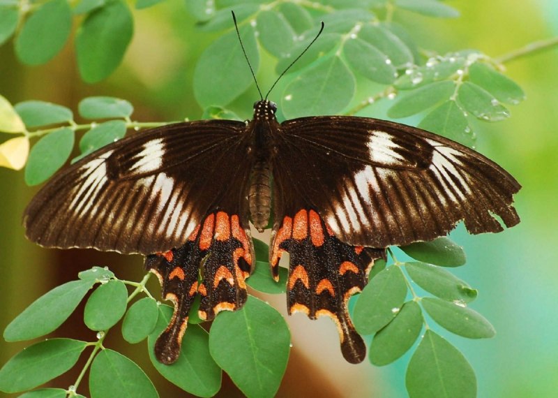 Papilio Zalmoxis