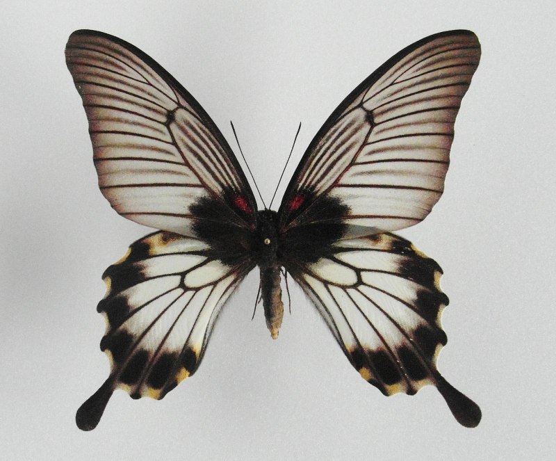 Парусник демодокус Papilio demodocus