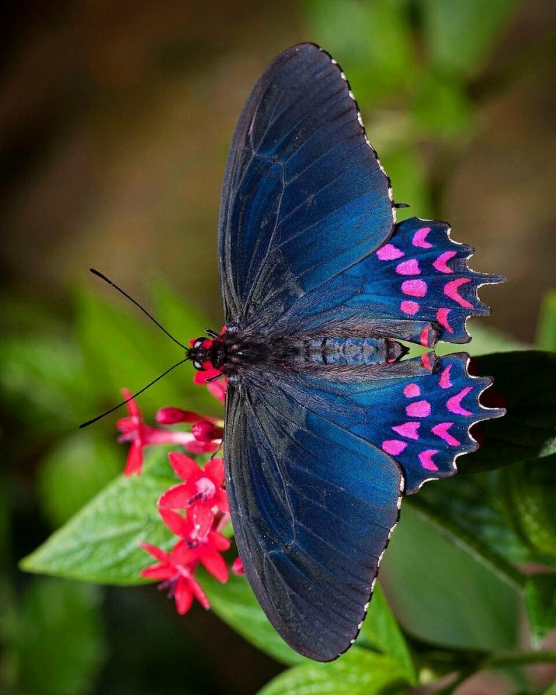 Papilio andraemon