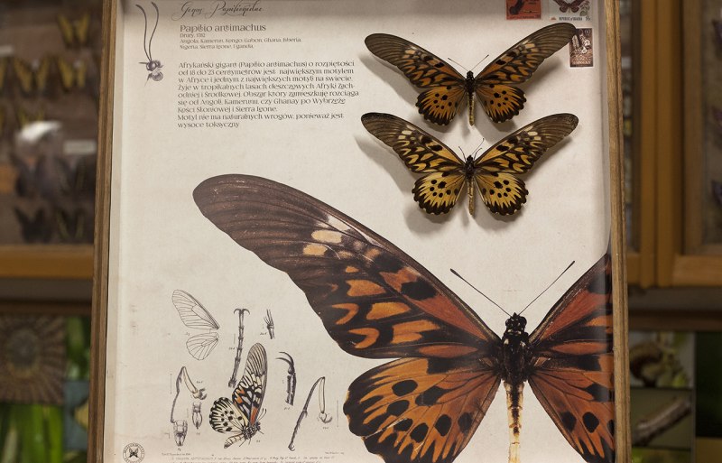 Парусник Улисс (Papilio Ulysses)