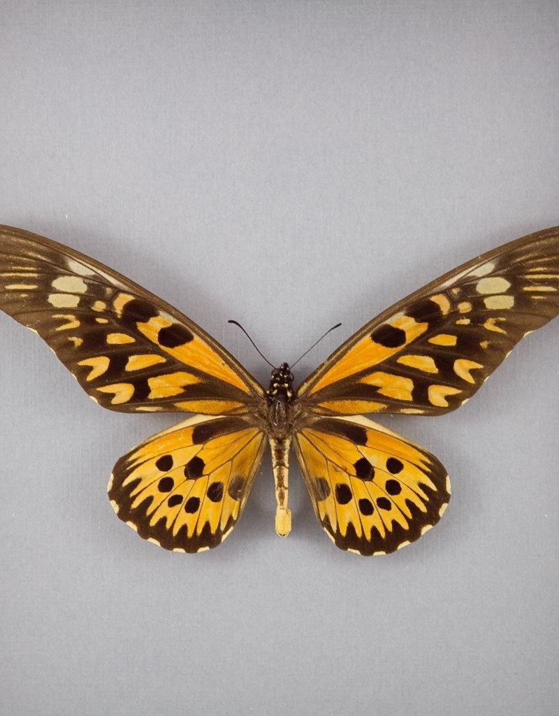 Papilio antimachus бабочка