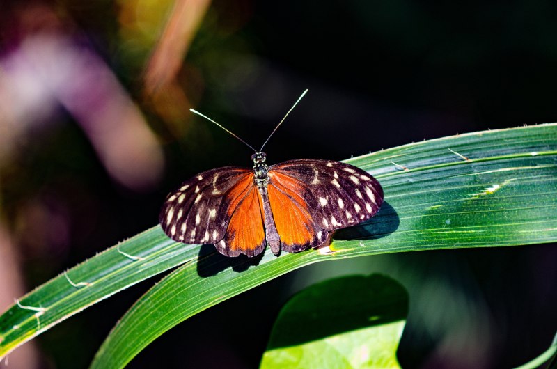Бабочка Swallowtail