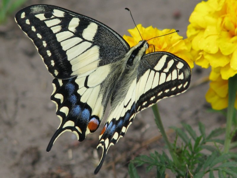 Papilio Buddha