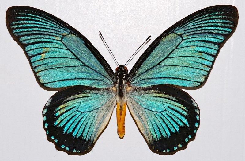 Papilio LOWI гусеница