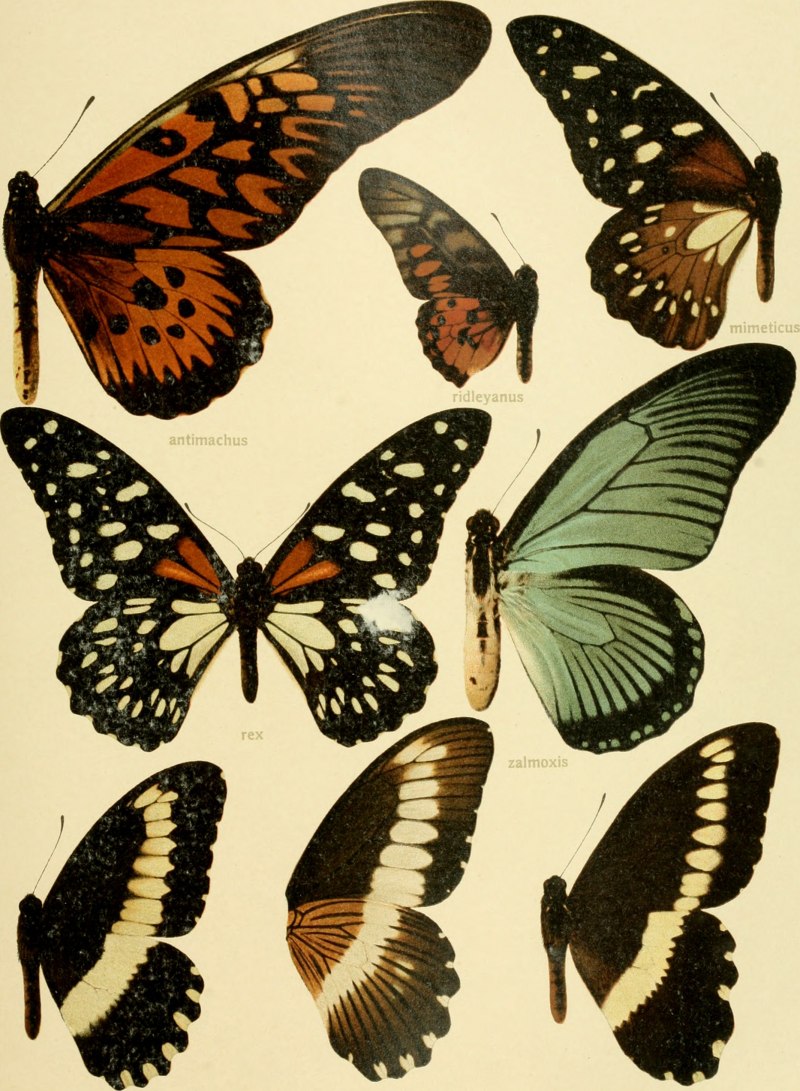 Papilio androgeus