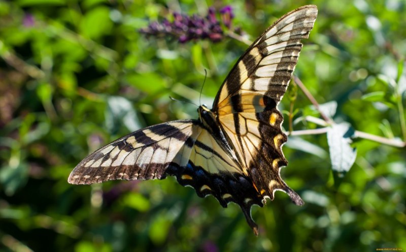 Парусник Махаон – Papilio Machaon