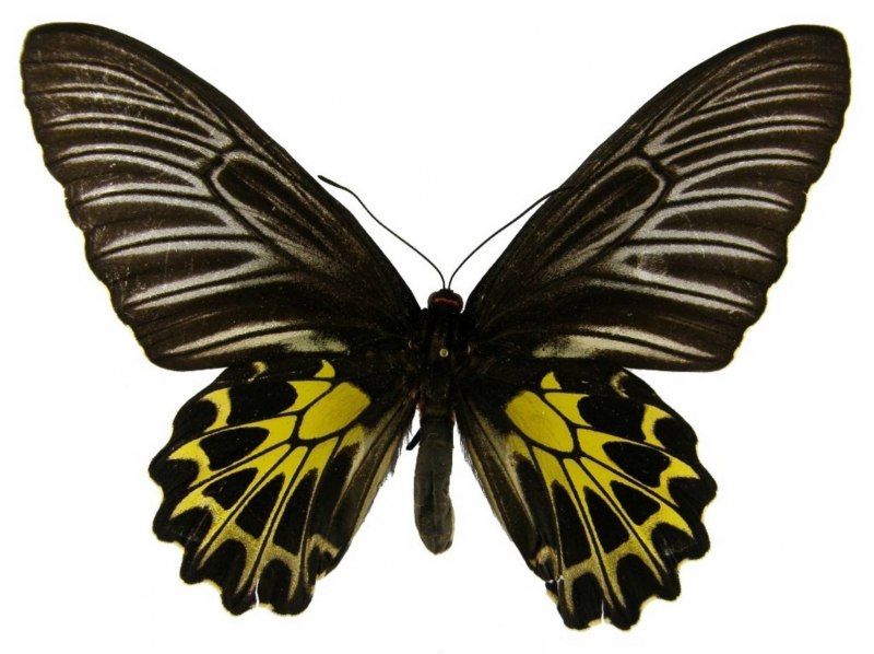 Бабочка the African giant Swallowtail