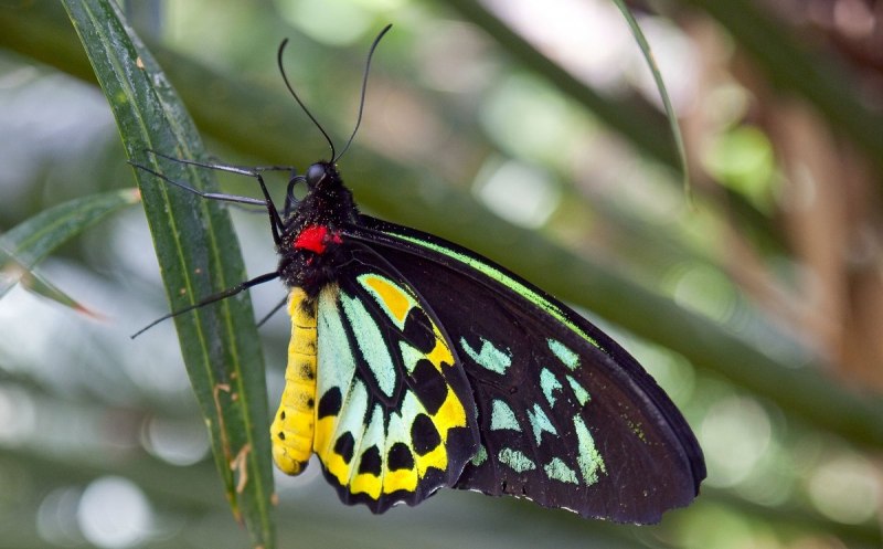 Giant Swallowtail бабочка