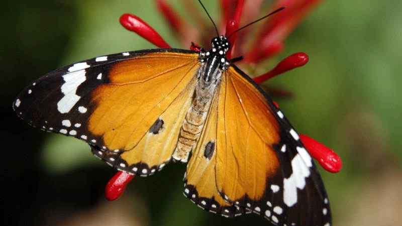 Papilio torquatus