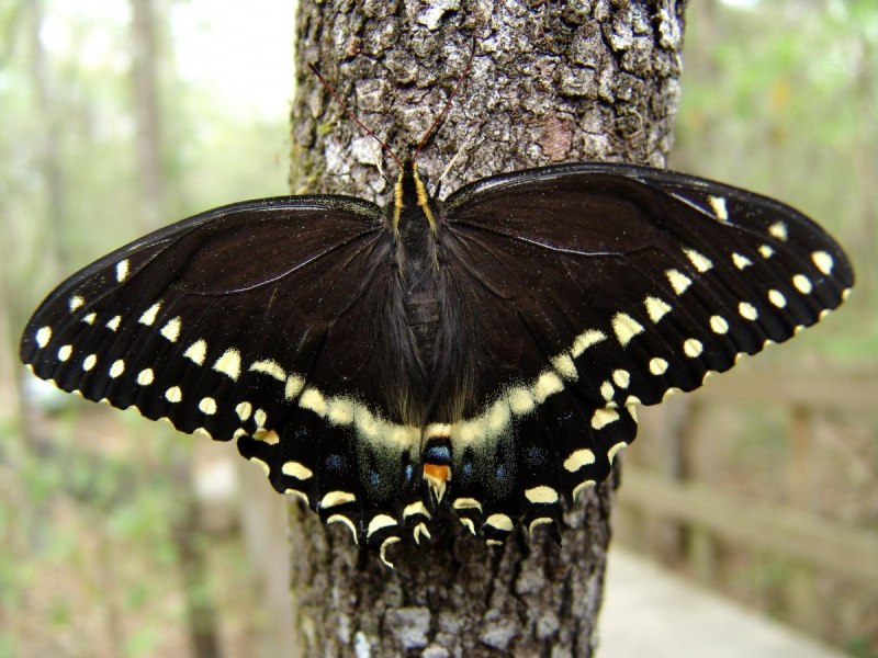 Бабочка Papilio Memnon