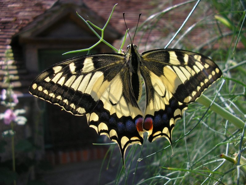 Papilio Polyxenes куколка
