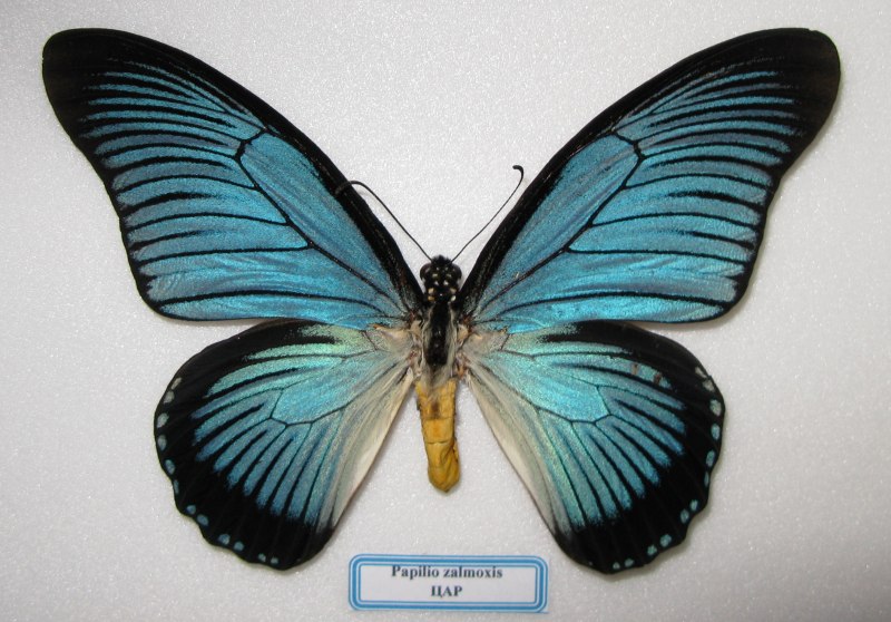 Papilio Venator