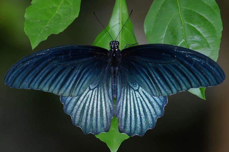 Papilio Glaucus