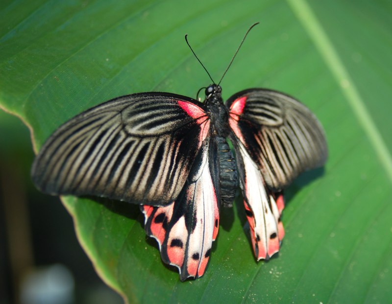 Spicebush Swallowtail бабочка