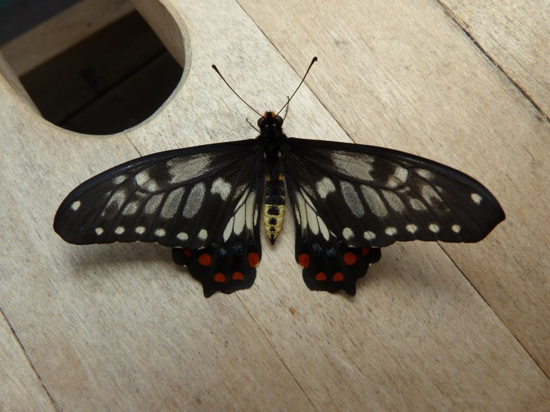 Papilio androgeus androgeus