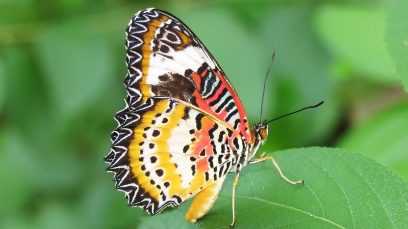 Papilio Polytes (парусник Полит)