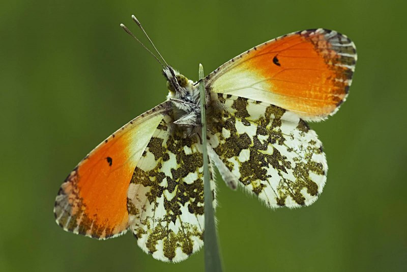 Papilio Papilionidae