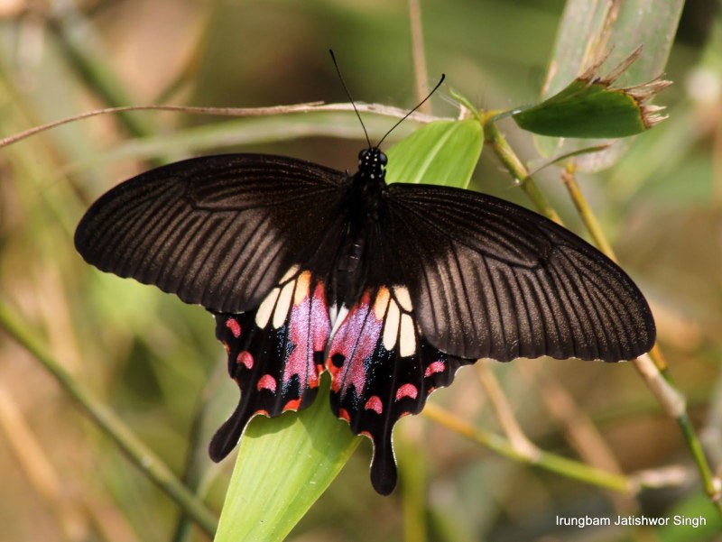 Giant Swallowtail бабочка