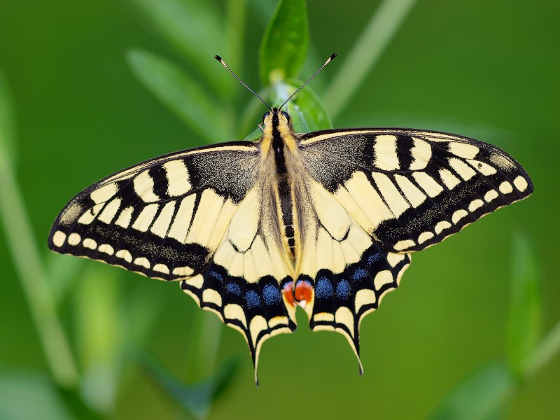 Papilio mangoura