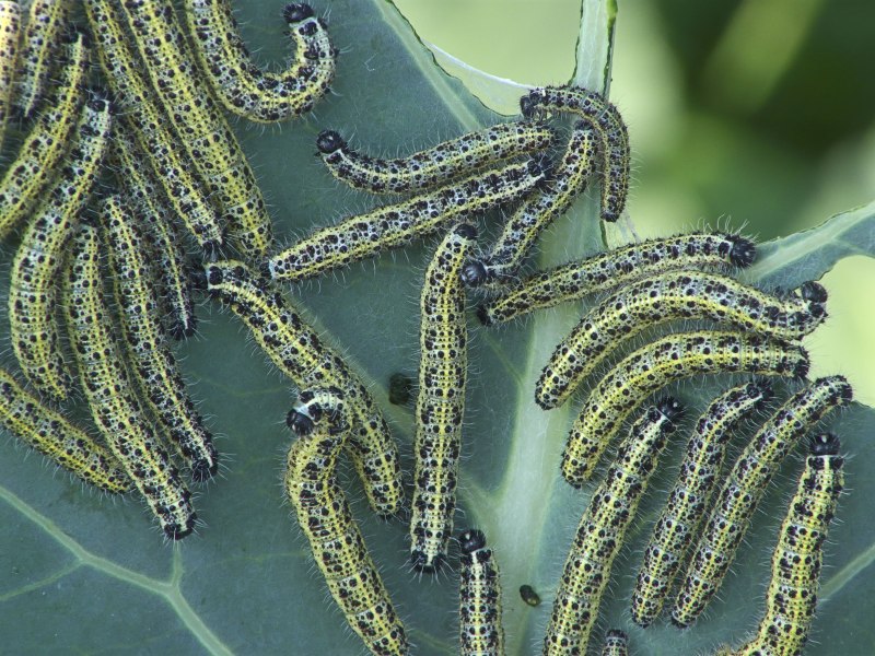 Pieris brassicae гусеница