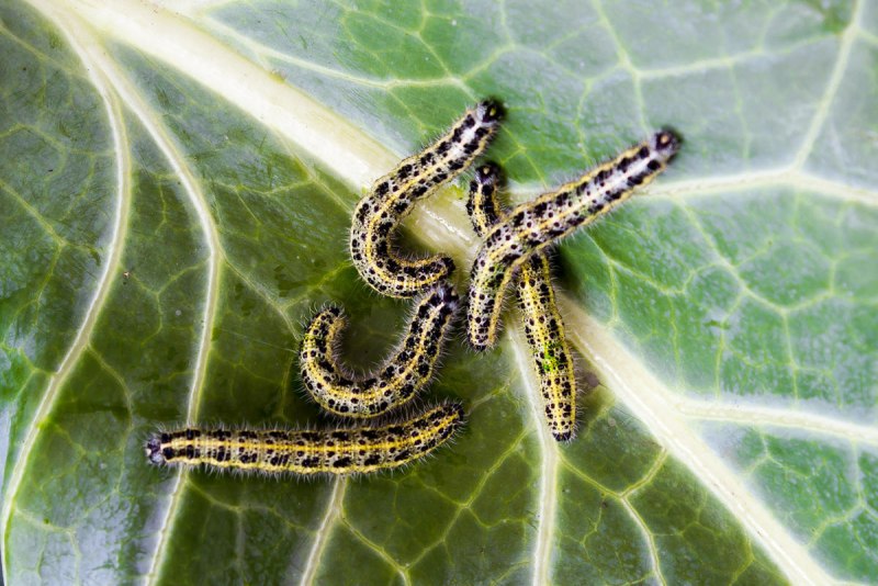 Pieris brassicae гусеница