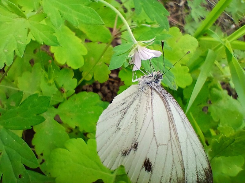 Гусеница Spodoptera