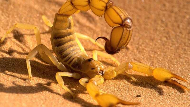 Желтый толстохвостый скорпион (63 фото)