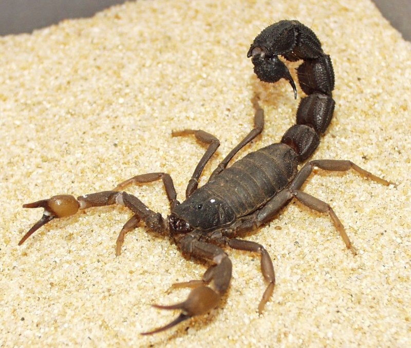Venom Scorpion