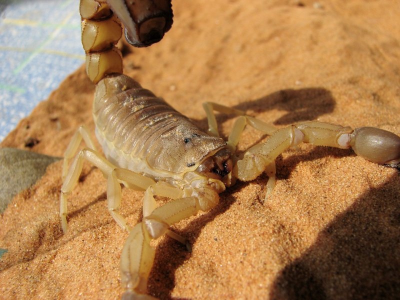 Скорпион Androctonus Australis