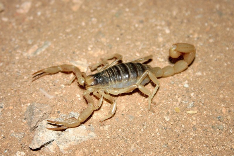 Androctonus amoreuxi