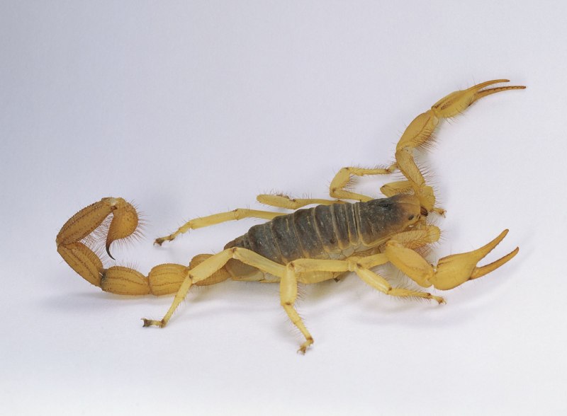 Tityus serrulatus